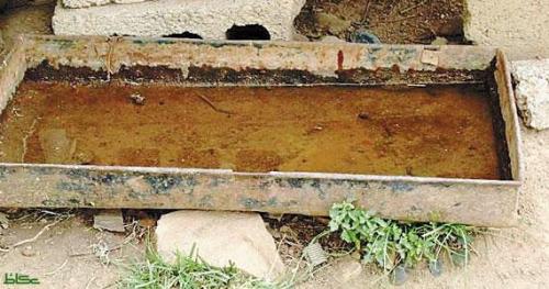 وعاء تشرب منه الحيوانات